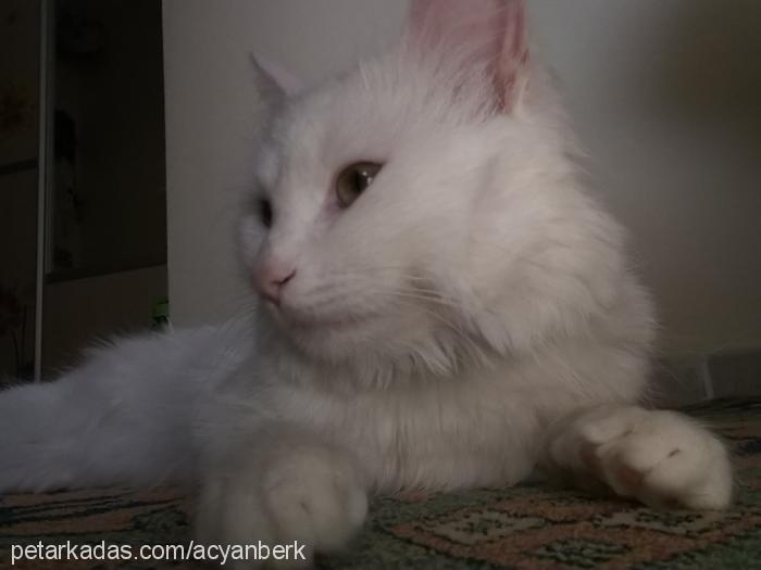 pamuk Erkek Ankara Kedisi (Angora)