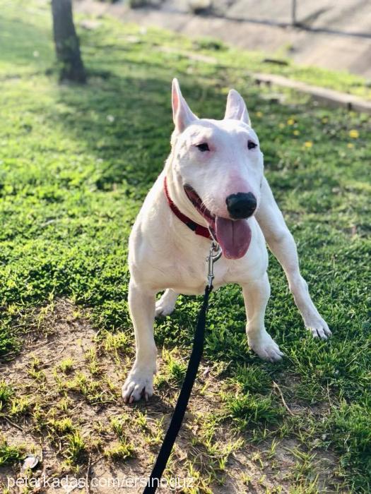 rex Erkek Bull Terrier