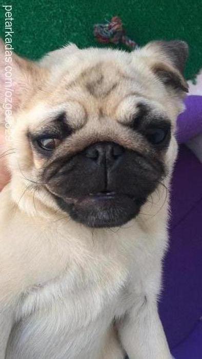 tofi Dişi Pug