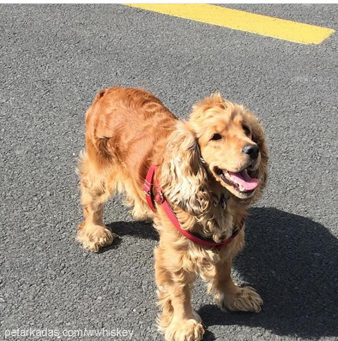 whiskey Dişi İngiliz Cocker Spaniel