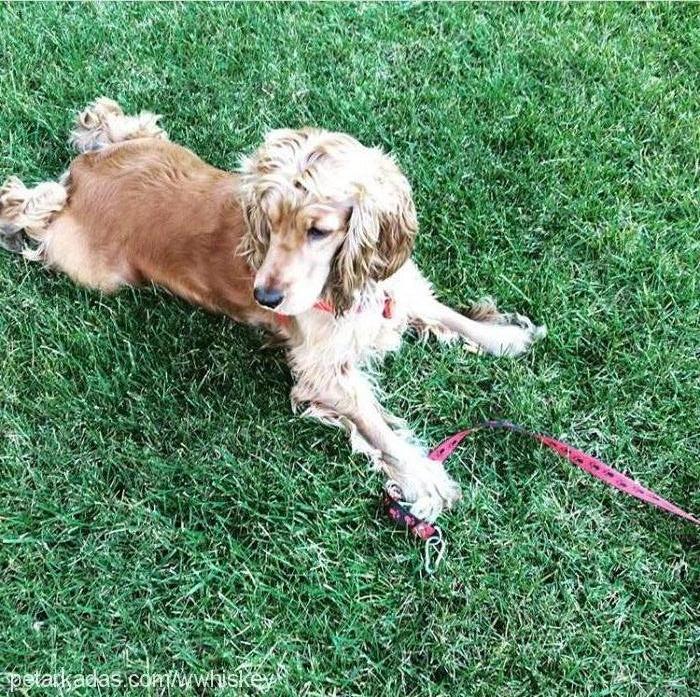 whiskey Dişi İngiliz Cocker Spaniel