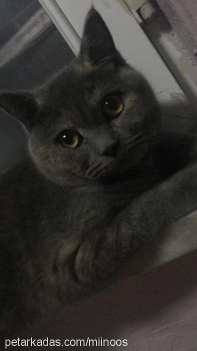 mınnos Dişi British Shorthair