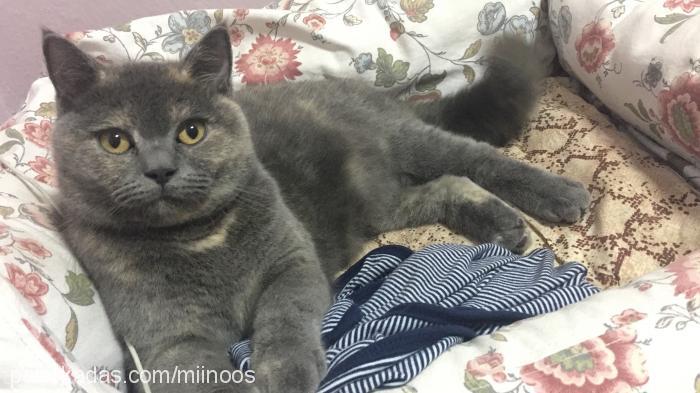 mınnos Dişi British Shorthair