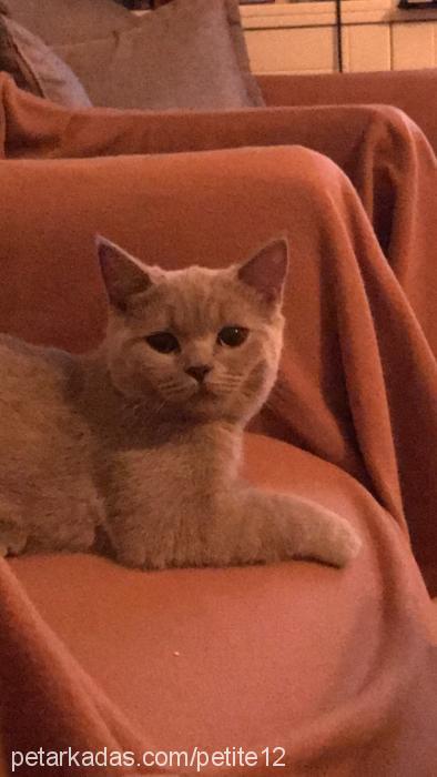 juliette Dişi British Shorthair