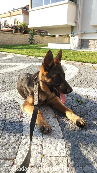 lisa Dişi Alman Çoban Köpeği