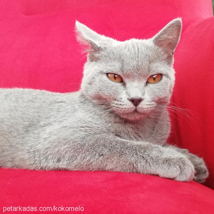 kokomel Dişi British Shorthair