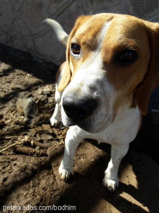 bodhi Erkek Beagle