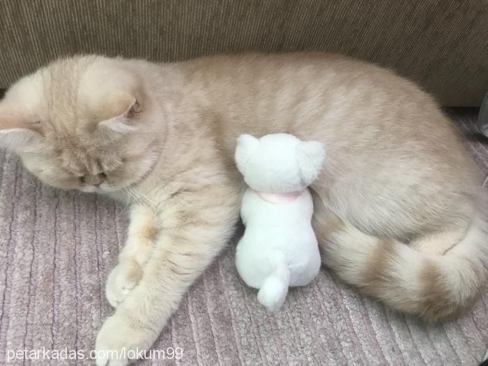 lokum Dişi British Shorthair