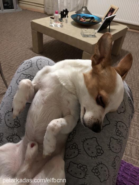 pascal Erkek Chihuahua