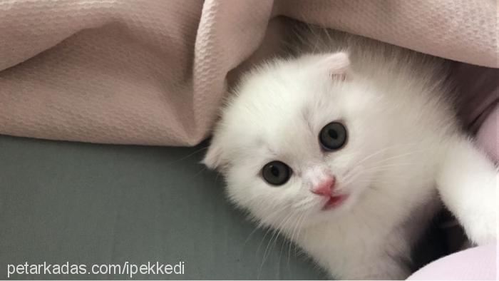 koza Erkek Scottish Fold