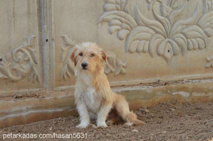 rüzgar Erkek Maltese