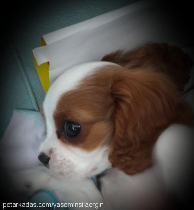 tina Dişi Cavalier King Charles Spanieli