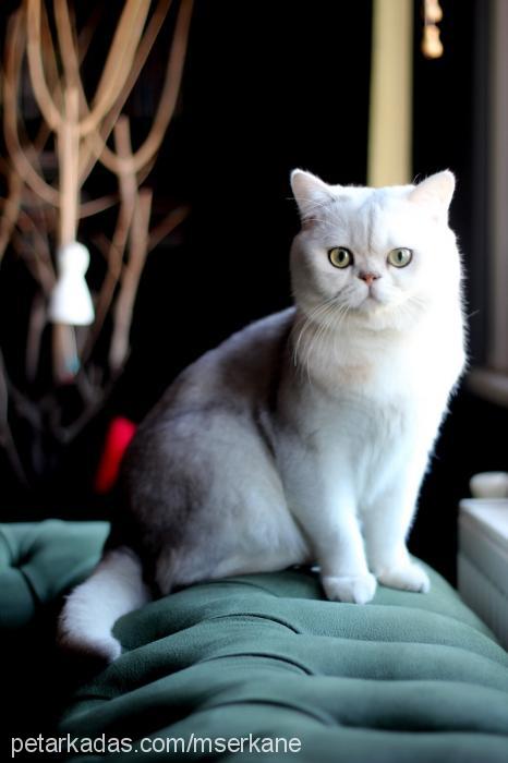 albert Erkek British Shorthair