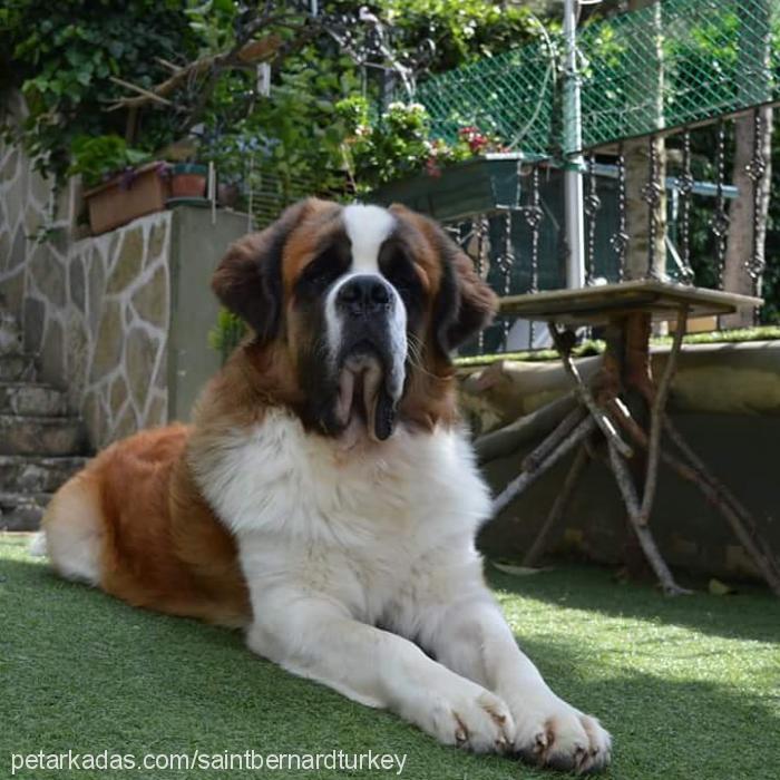 kütük Erkek St. Bernard (Saint Bernard)