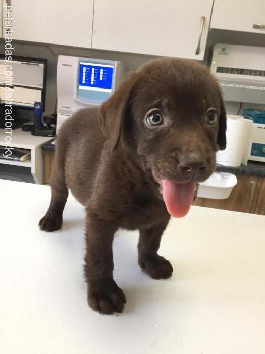 rocky Erkek Labrador Retriever