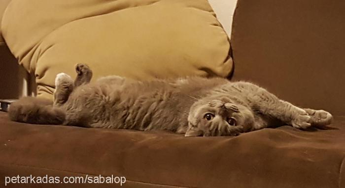 kettle Dişi British Shorthair