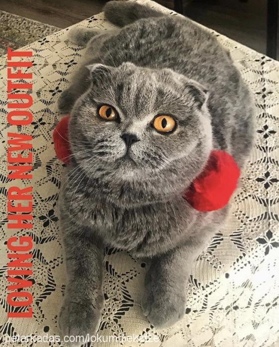 lokum Dişi Scottish Fold