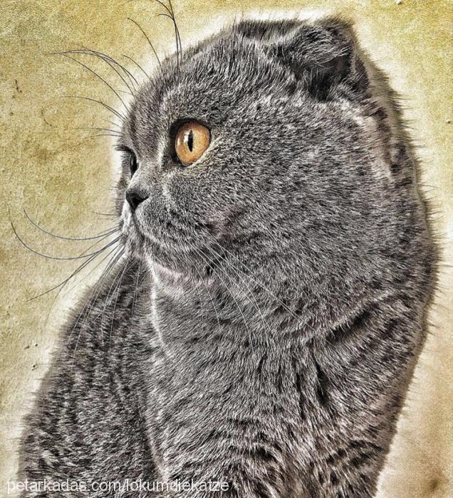 lokum Dişi Scottish Fold