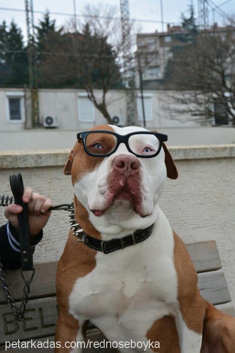 boyka Erkek Amerikan Pitbull Terrier