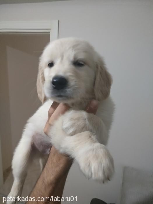 poyraz Erkek Golden Retriever