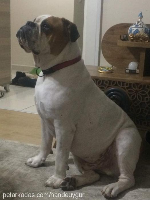 baskan Erkek Amerikan Bulldog