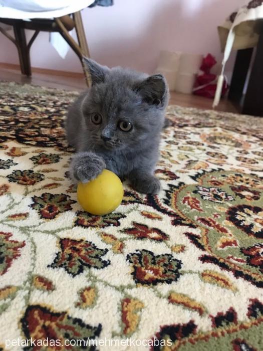 Çıtır Dişi British Shorthair