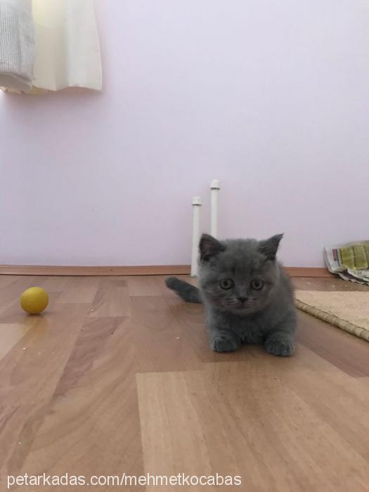 Çıtır Dişi British Shorthair