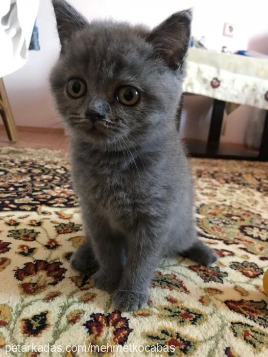 Çıtır Dişi British Shorthair