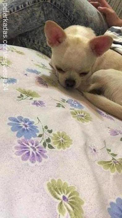 prens Erkek Chihuahua