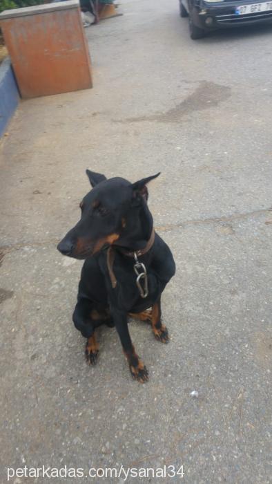 pars Erkek Doberman Pinscher