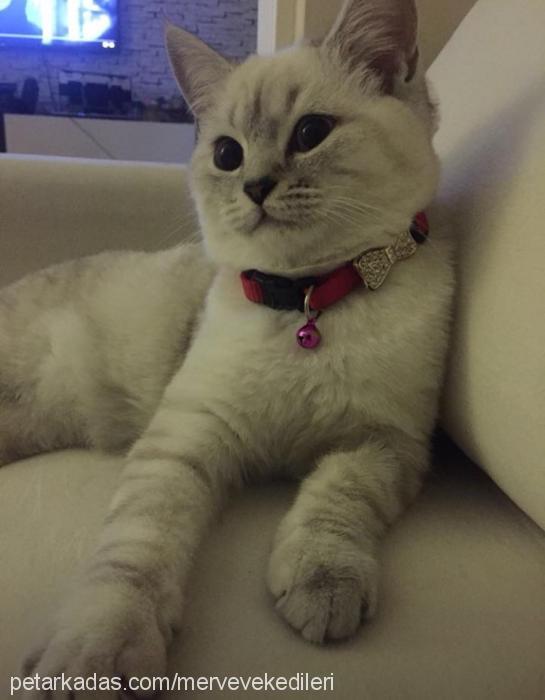 duman Erkek British Shorthair