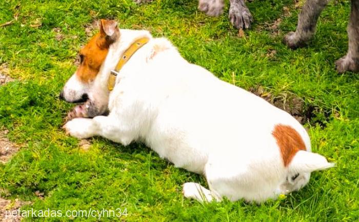 maylo Dişi Jack Russell Terrier