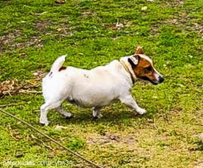 maylo Dişi Jack Russell Terrier