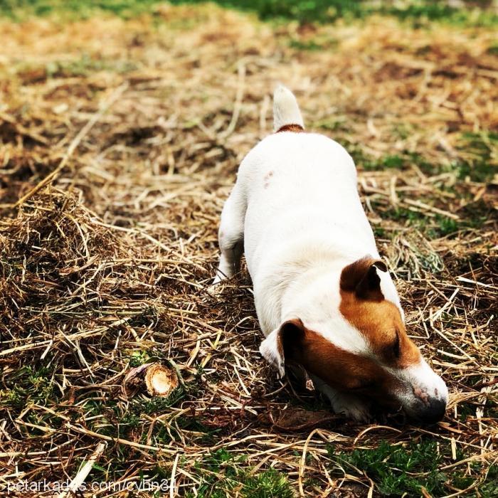 maylo Dişi Jack Russell Terrier