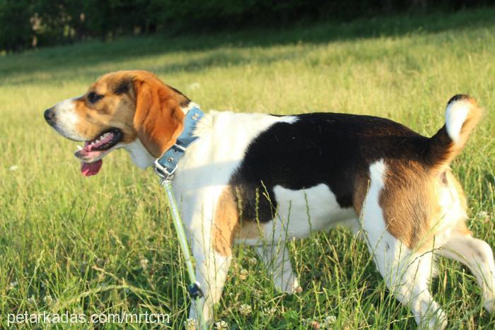 alfa Erkek Beagle