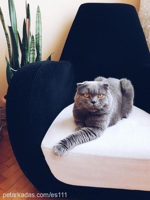 duman Erkek Scottish Fold