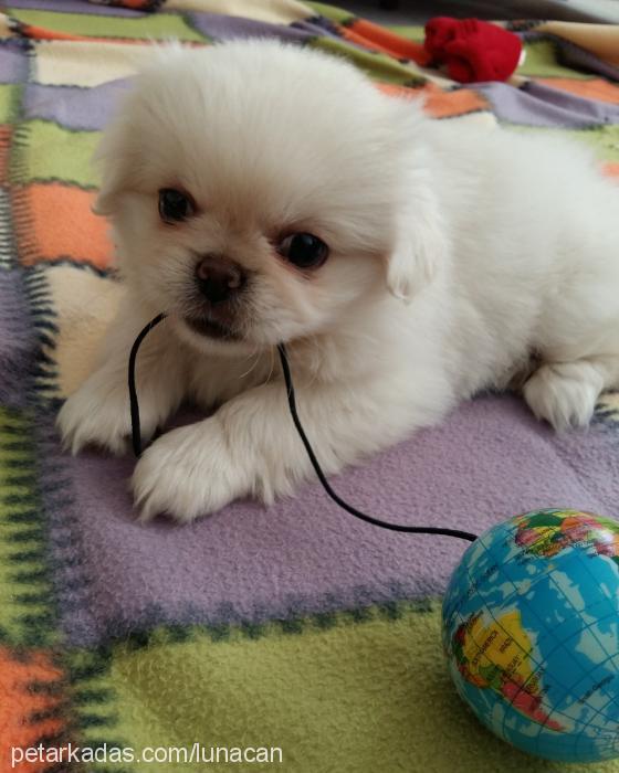 luna Dişi Pekingese