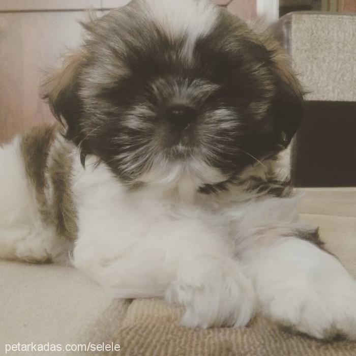 carlos Erkek Shih-Tzu