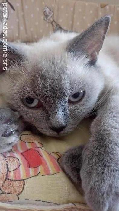 maviş Dişi British Shorthair