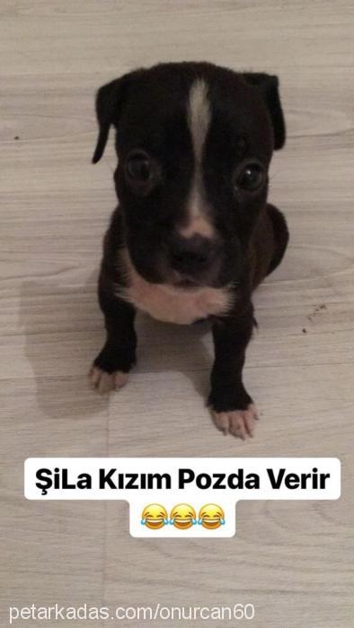 pitbullamerikan Dişi Amerikan Staffordshire Terrier