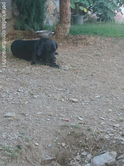 karolin Dişi Labrador Retriever
