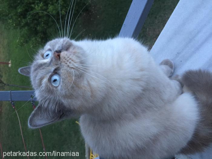 irma Dişi British Shorthair