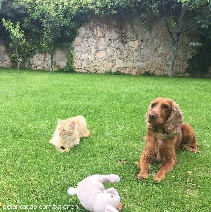 balönen Erkek İngiliz Cocker Spaniel