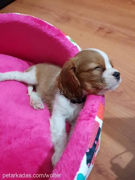 odessa Dişi Cavalier King Charles Spanieli