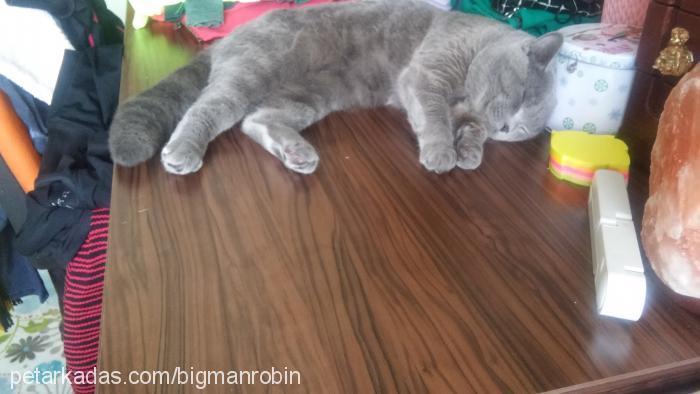 bigman Erkek British Shorthair