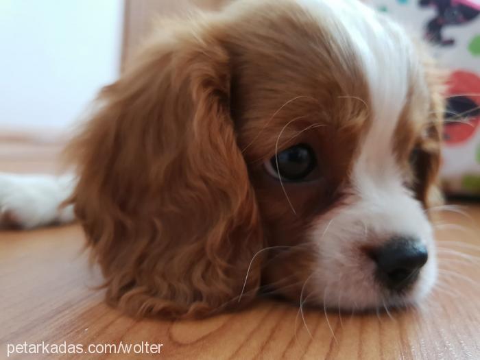 odessa Dişi Cavalier King Charles Spanieli