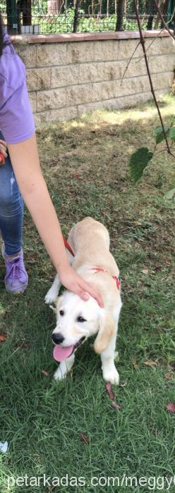 meggy Dişi Golden Retriever