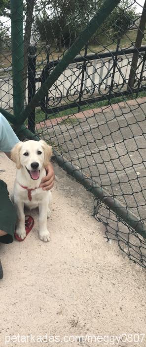 meggy Dişi Golden Retriever