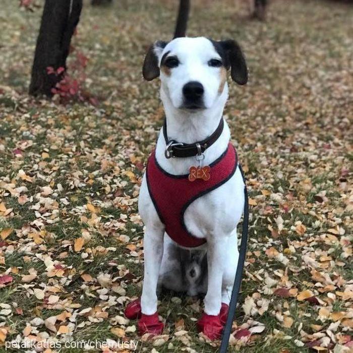 rex Erkek Jack Russell Terrier