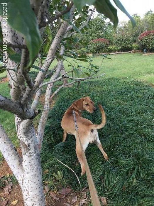 nazo Dişi Labrador Retriever